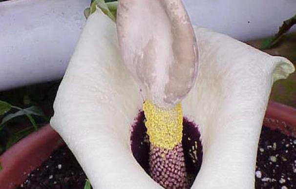 Florece en Estepona una especie de la familia de la flor más grande del mundo