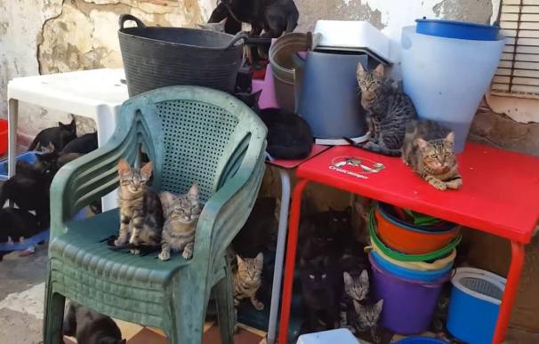 La policía y Zoosanitario retiran 101 gatos de una casa