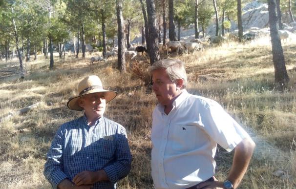 Visita a las ovejas bombero en el monte de Santa Catalina