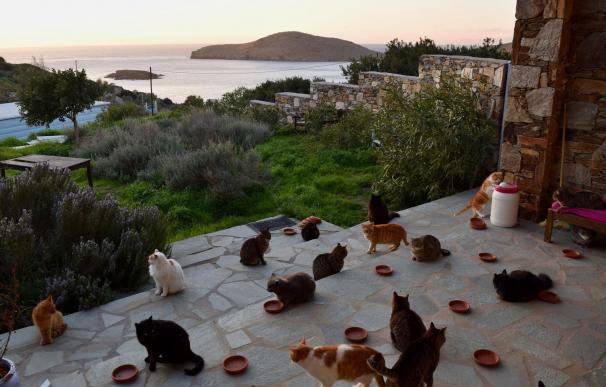 Fotografía de los gatos en la isla de Syros.