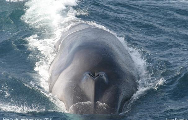 Japón dice que caza ballenas en el Antártico por razones científicas
