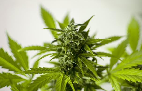 Nueva Zelanda permitirá a las empresas productoras de marihuana comercializar sus productos