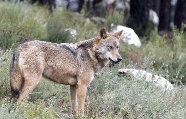 Fotografía de archivo de un lobo ibérico. EFE/Mariam A. Montesinos
