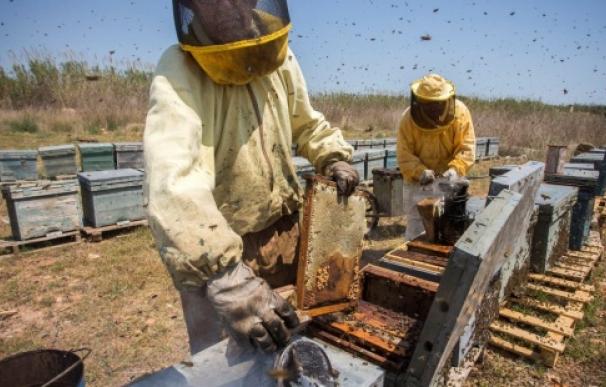 Unos apicultores de Castellón trabajan durante la recolecta de miel . EFE/Domenech Castelló