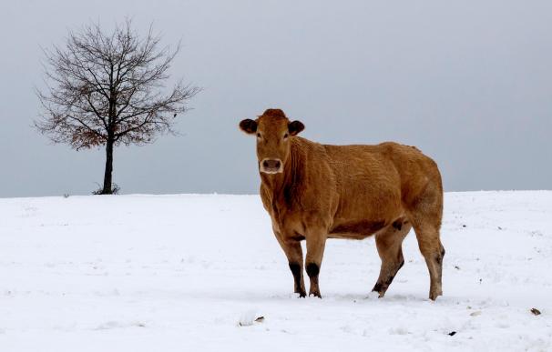 Un toro en un campo en Cadavo-Baleira (Lugo) nevado tras el paso de la borrasca Helena.EFE/ Eliseo Trigo