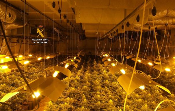 Plantas marihuana en Ronda, Málaga, Guardia Civil