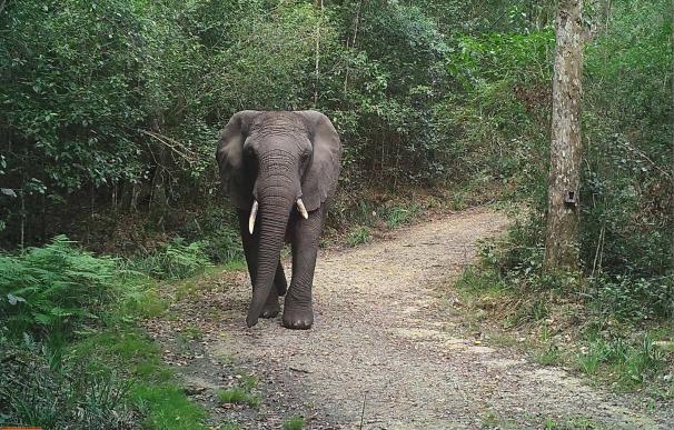 Los amigos de la víctima contaron que murió a causa de un elefante (Foto: South African National Parks)