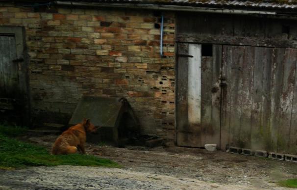 Un perro encadenado en corto en la puerta de una finca. / Libera