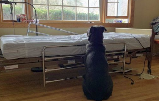 Fotografía de Moose, el perro que espera a su dueño en un hospital.