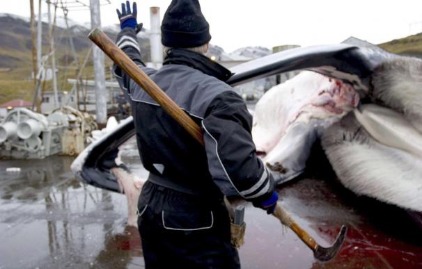 La UE, EEUU, México y Brasil piden a Islandia que detenga la caza de ballenas