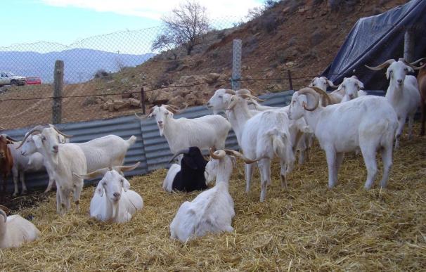 COAG-A recuerda a los productores de leche de oveja y cabra la obligación de inscribirse en el registro general