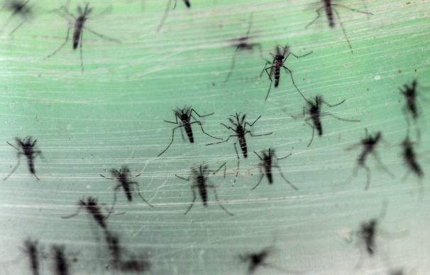 Male Aedes albopictus mosquitoes infected with Wolbachia bacteria are seen before released to the wild, in Guangzhou, Guangdong province, China, July 22, 2015. A lab in Guangzhou produces about 500,000 to 1,000,000 infected male Aedes albopictus mosquitoe