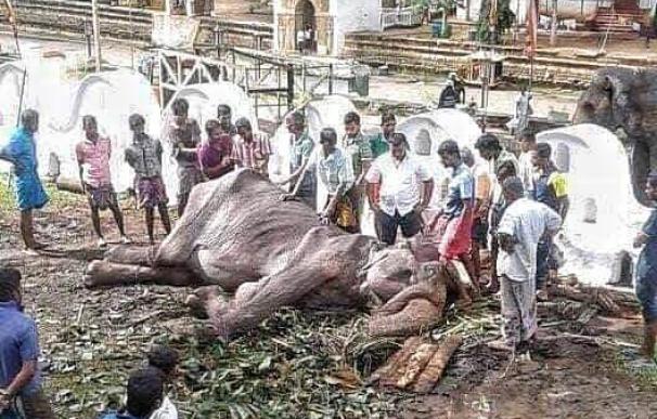 Fotografía de Tikiri desplomada, la elefanta de 70 años explotada en Sri Lanka.