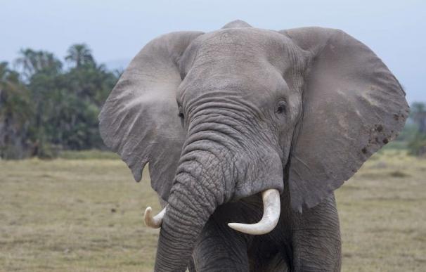 Elefante en la sabana africana. Comercio de marfil Tráfico de especies