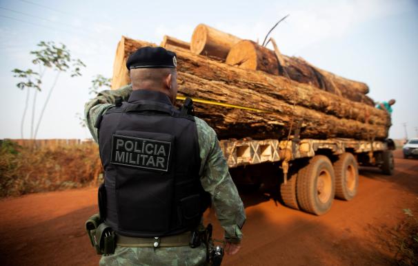 Un policía militar brasileño observa un camión con árboles talados