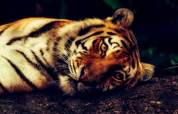 Fotografía de un tigre.