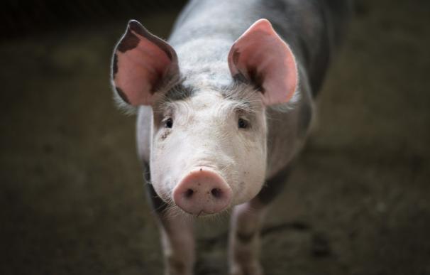 La peste porcina llega a China: recurre a 10.000 toneladas de cerdo congelado