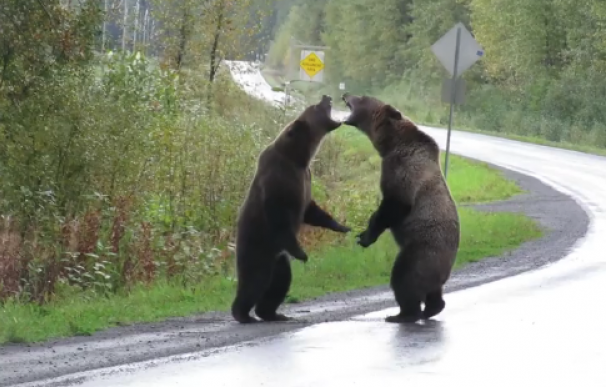 Fotografía de dos osos peleándose en una carretera de Canadá.