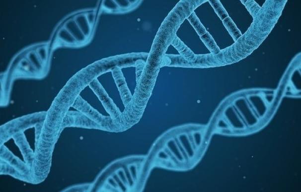Científicos identifican una proteína implicada en la reparación correcta del ADN