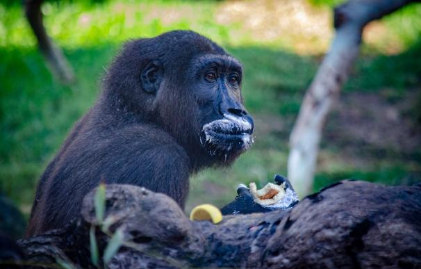 El gorila Ebo en plena celebración. /Bioparc Valencia