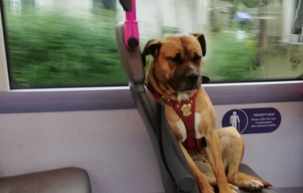 Fotografía viral de Olive, el perro abandonado en un bus.
