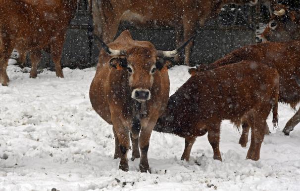 Varias vacas pastan en la región de Pontedo (León) que se encuentra cubierta de nieve por el temporal que azota la región. EFE/J.Casares