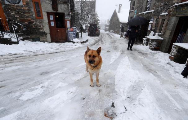 Un perro deambula por la localidad de O Cebreiro (Lugo) que amanecía este viernes con nieve y bajas temperaturas. /EFE