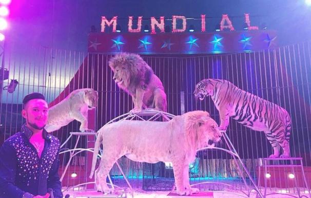 Imagen de un espectáculo con tigres y leones del Gran Circo Quirós.