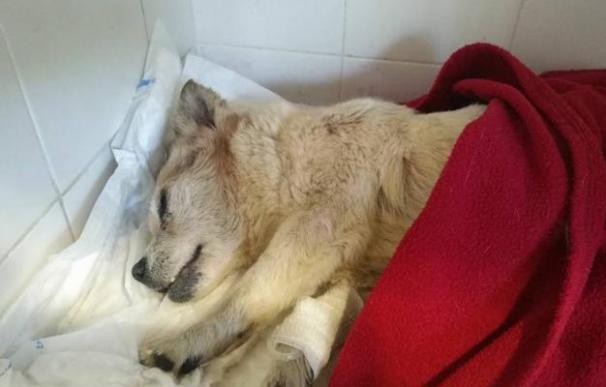 La perra murió dos días después de ser rescatada. /Mossos
