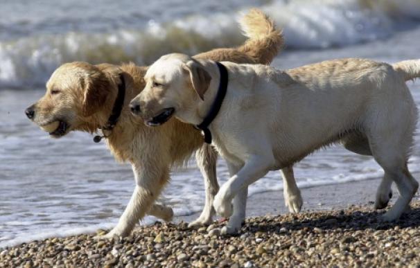 Un golden retriever y un labrador retriever pasean por una playa. EFE/A. Dalmau