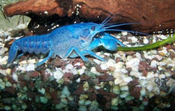 Cangrejo azul Procambarus alleni