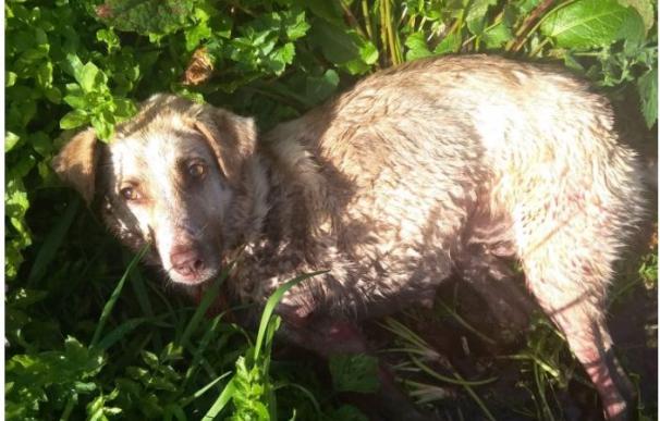 Muere la perra maltratada en Lugo