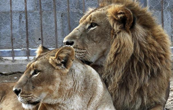 Un hombre herido grave al entrar en la zona de los leones del Zoo de Barcelona