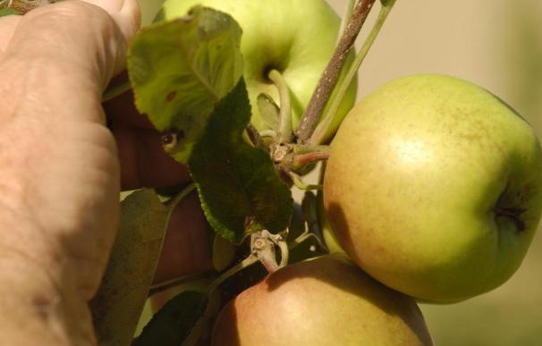 El sabor y la textura de las manzanas, modificados a causa del cambio climático