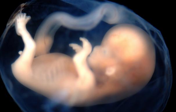 La exposición del feto a contaminantes ambientales altera la fertilidad durante generaciones