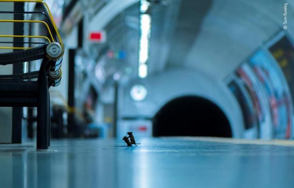 Pelea de ratones en el metro de Londres