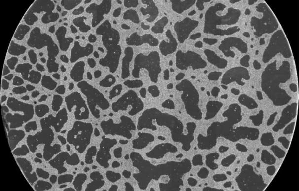 Una estructura de red a gran escala formada in vitro por células cancerígenas. El diámetro de la imagen es de 14 mm.