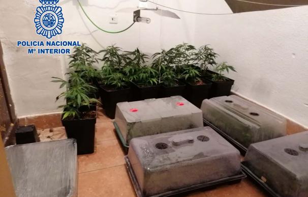 Cuatro detenidos cuando intentaban tirar restos de una plantación de marihuana