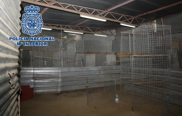 Operación de la Policía Nacional en Málaga en la que fueron detenidas 21 personas por maltrato animal al organizar peleas clandestinas de gallos