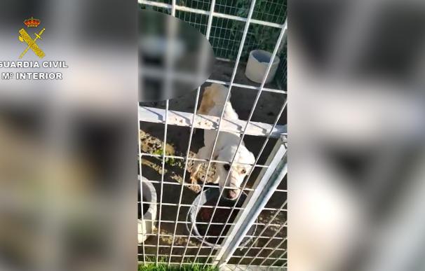 Animales maltratados en un criadero de perros clandestino y abandonado en Nerpio