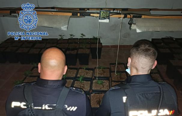 Agentes de la Policía Nacional descubren una plantación de marihuana tras un conato de incendio