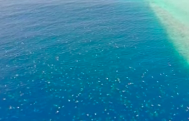 El impresionante vídeo de un dron que muestra a 64.000 tortugas nadando