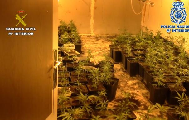Plantas de marihuana en uno de los pisos okupados