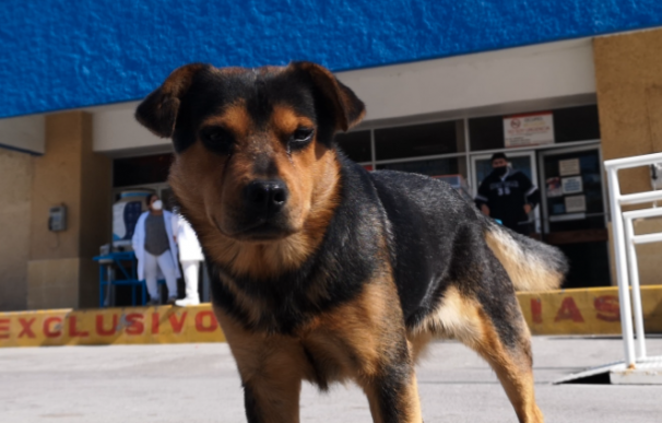 Covito, el perro que esperó un mes a las puertas del hospital por su dueño fallecido por Covid-19.