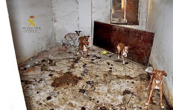 La Guardia Civil encuentra en una finca de Madrid a 22 perros en condiciones "deplorables" y restos cadavéricos de siete