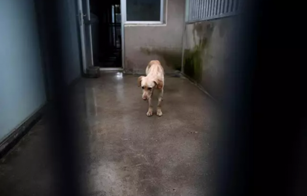 Un perro observa a través de los barrotes de su jaula de las instalaciones del Centro Integral de Acogida de Animales de la Comunidad de Madrid.