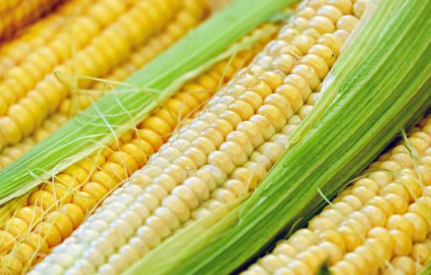 El rally del maíz