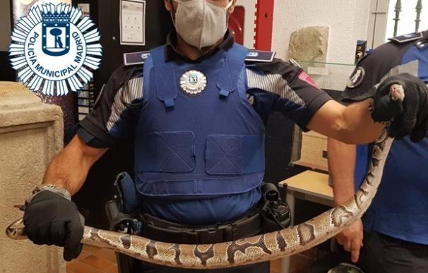 Hace un año vecino de Madrid descubrió a una serpiente pitón escondida detrás de su nevera