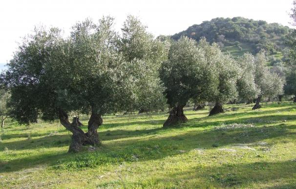 Andalucía cierra la campaña con una producción de 952.433 toneladas de aceite de oliva, el 76% del total nacional

  (Foto de ARCHIVO)
24/6/2018
