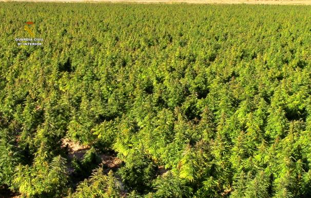 Plantación marihuana mayor de Europa